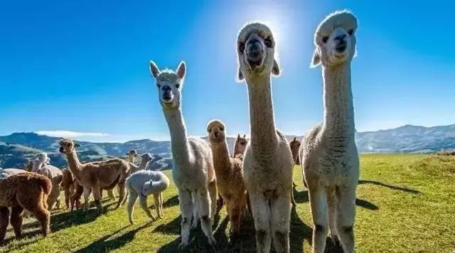 分享 | 創意鄉村旅游綜合體特色案例