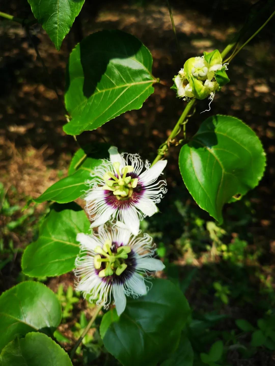 擁抱自然 融合共進-2020年第五期花城大講堂戶外拓展活動